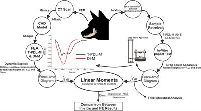 Frontiers Linear Momenta Transferred to the Dental 